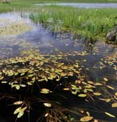 Macrophyte Species - Bog Pondweed. Image © Lorne Gill/SNH