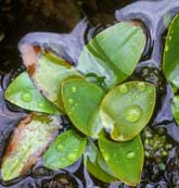 Macrophyte Species - Bog pondweed. Image © Lorne Gill/SNH