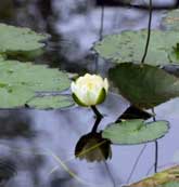 Macrophyte Species - White water-lily. Image © Lorne Gill/SNH