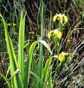 Macrophyte Species - Yellow Flag Iris . Image © Lorne Gill/SNH