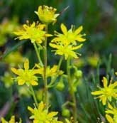 Macrophyte Species - Yellow Saxifrage. Image © Lorne Gill/SNH