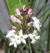 Macrophyte Species - Bogbean. Image © Lorne Gill/SNH