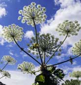 Macrophyte Species - Giant Hogweed. Image © Lorne Gill/SNH