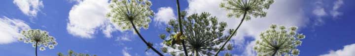 Giant Hogweed © Lorne Gill/SNH