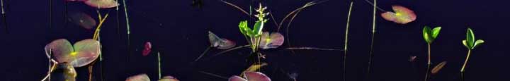 image of Water lilies and Bogbean growing © Lorne Gill/SNH