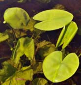 Macrophyte Species - Water lilly . Image © Lorne Gill/SNH