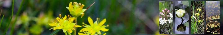 Macrophyte Species main background image of Yellow Saxifrage  - smaller images left to right Bogbean, White water-lily, Yellow Flag Iris , Bog Pondweed. All images © Lorne Gill/SNH